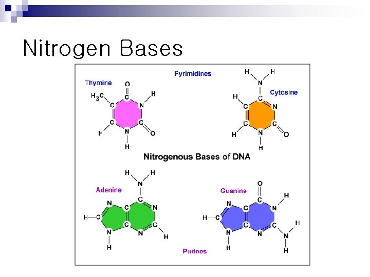 Nitrogen Bases 