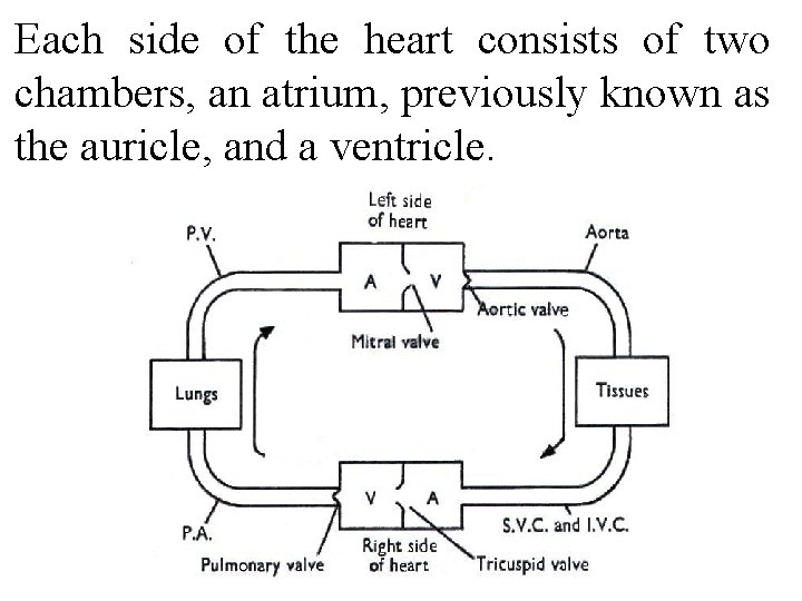 Each side of the heart consists of two chambers, an atrium, previously known as