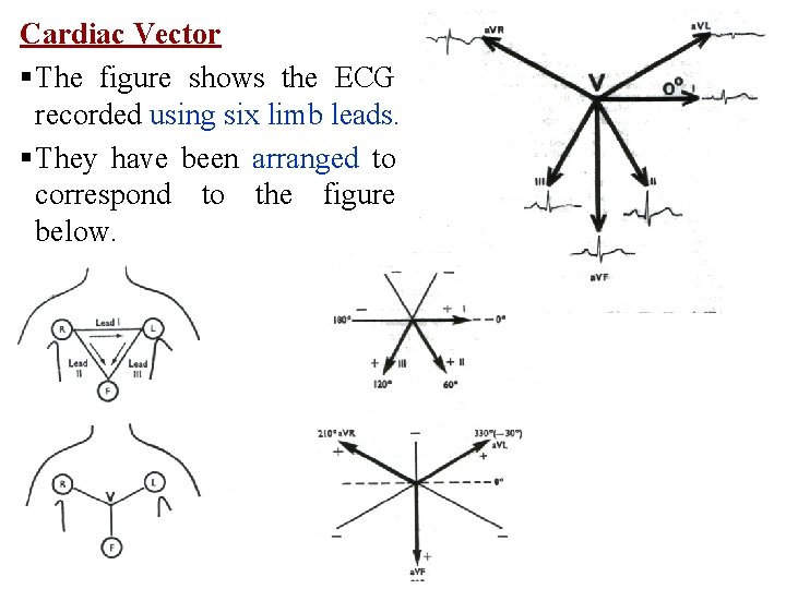 Cardiac Vector § The figure shows the ECG recorded using six limb leads. §