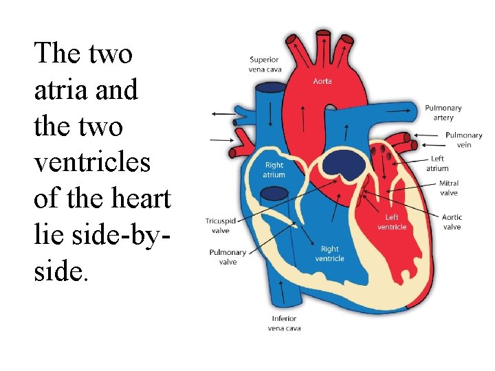 The two atria and the two ventricles of the heart lie side by side.