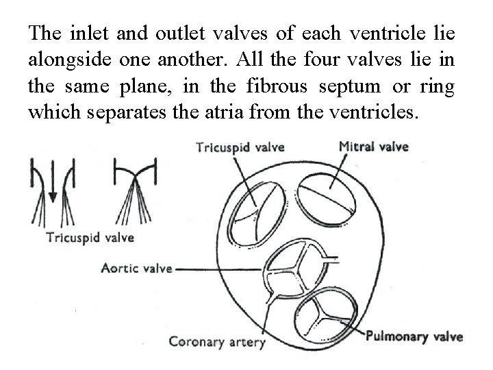 The inlet and outlet valves of each ventricle lie alongside one another. All the