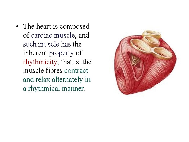  • The heart is composed of cardiac muscle, and such muscle has the