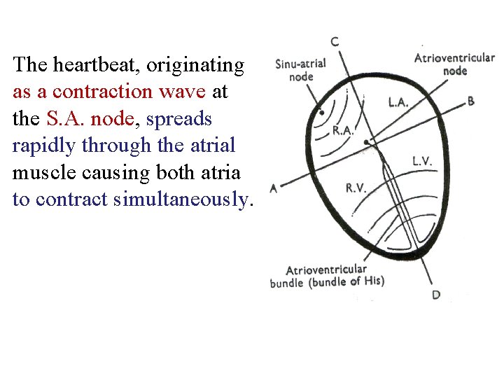 The heartbeat, originating as a contraction wave at the S. A. node, spreads rapidly