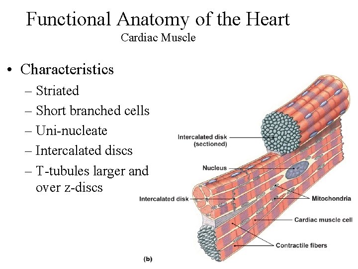 Functional Anatomy of the Heart Cardiac Muscle • Characteristics – Striated – Short branched