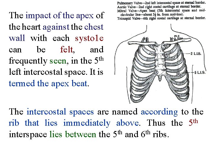 The impact of the apex of the heart against the chest wall with each