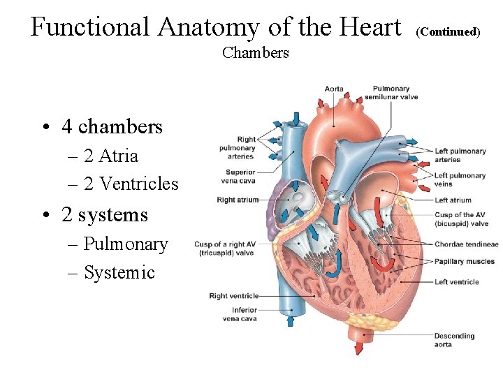 Functional Anatomy of the Heart Chambers • 4 chambers – 2 Atria – 2