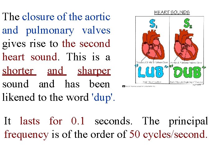 The closure of the aortic and pulmonary valves gives rise to the second heart