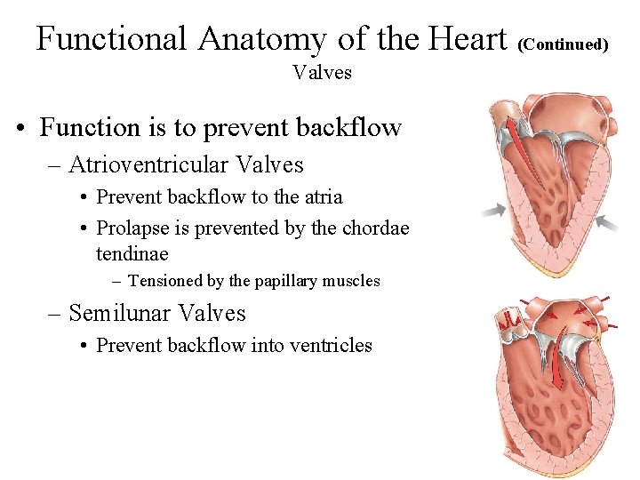 Functional Anatomy of the Heart (Continued) Valves • Function is to prevent backflow –