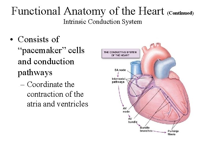 Functional Anatomy of the Heart (Continued) Intrinsic Conduction System • Consists of “pacemaker” cells