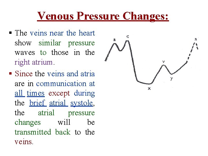 Venous Pressure Changes: § The veins near the heart show similar pressure waves to