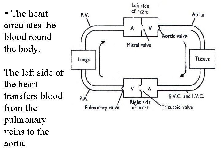 § The heart circulates the blood round the body. The left side of the