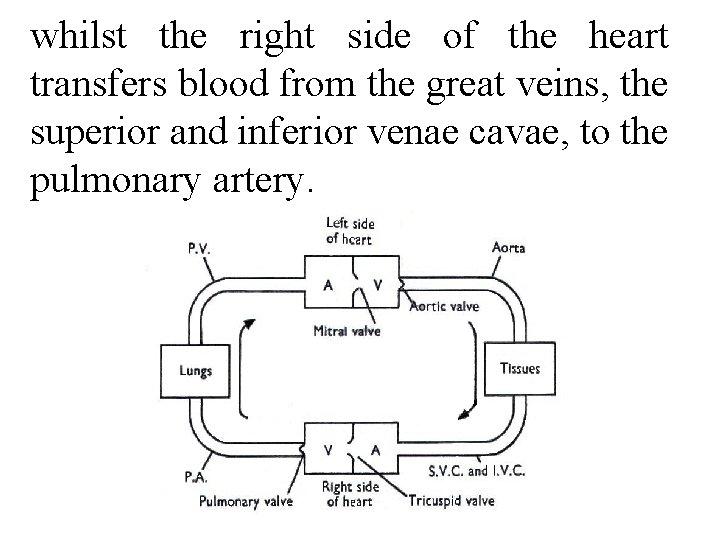 whilst the right side of the heart transfers blood from the great veins, the