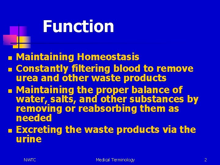 Function n n Maintaining Homeostasis Constantly filtering blood to remove urea and other waste