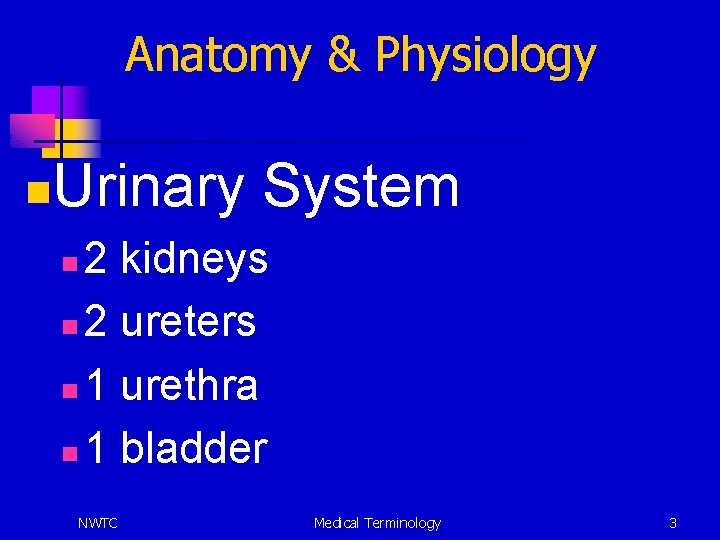 Anatomy & Physiology n Urinary System 2 kidneys n 2 ureters n 1 urethra