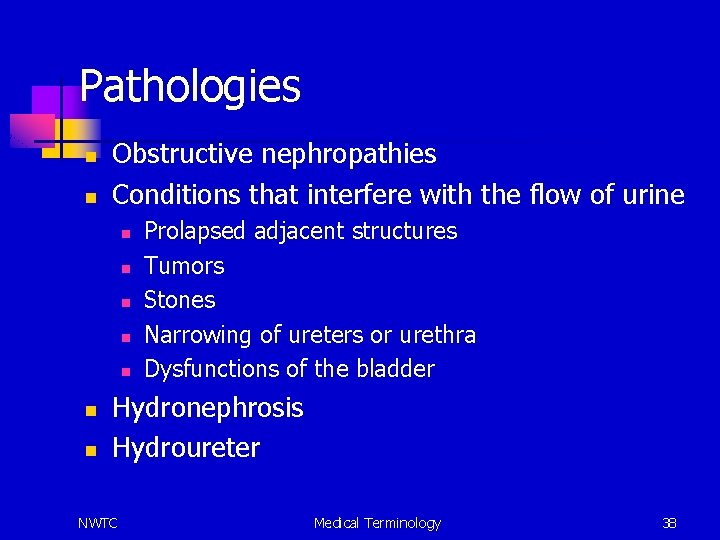 Pathologies n n Obstructive nephropathies Conditions that interfere with the flow of urine n