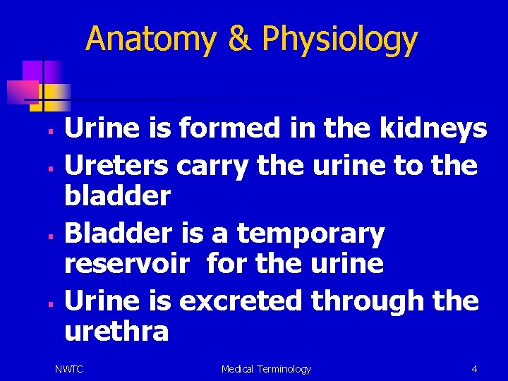 Anatomy & Physiology § § Urine is formed in the kidneys Ureters carry the