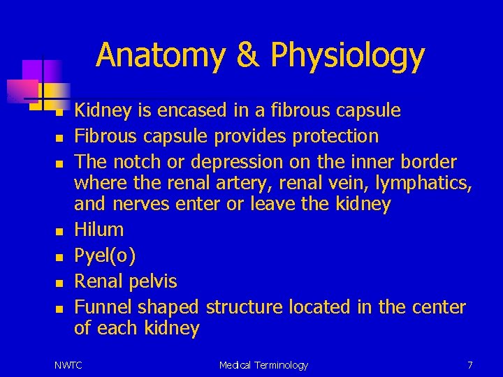 Anatomy & Physiology n n n n Kidney is encased in a fibrous capsule