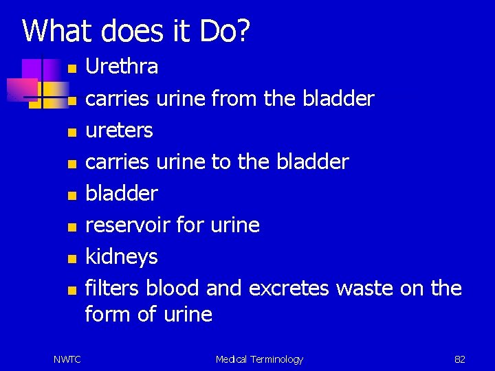 What does it Do? n n n n NWTC Urethra carries urine from the