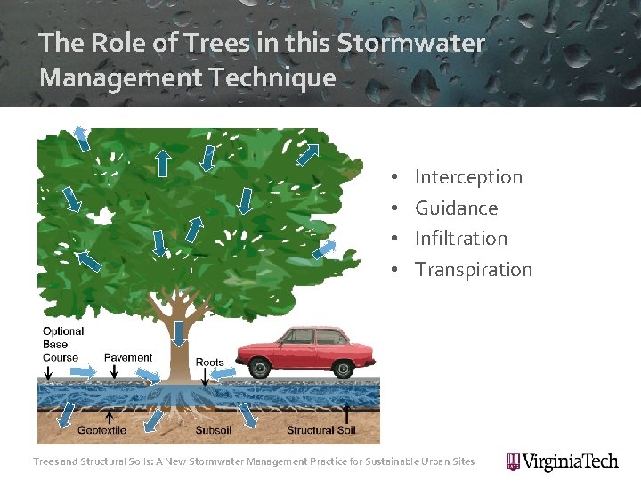 The Role of Trees in this Stormwater Management Technique • • Interception Guidance Infiltration