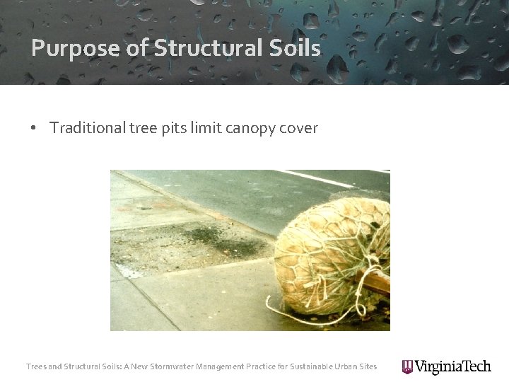 Purpose of Structural Soils • Traditional tree pits limit canopy cover Trees and Structural
