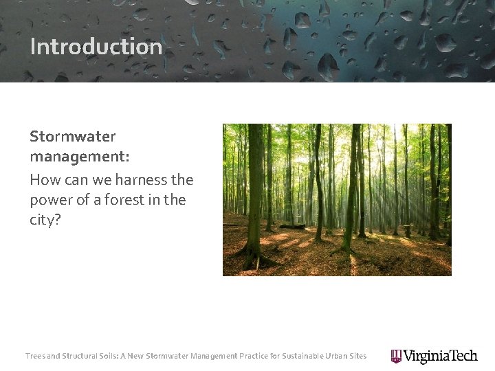 Introduction Stormwater management: How can we harness the power of a forest in the