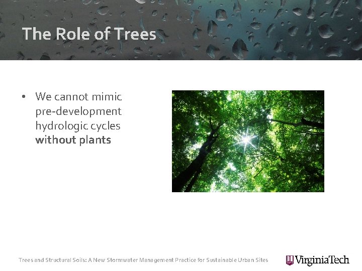 The Role of Trees • We cannot mimic pre-development hydrologic cycles without plants Trees