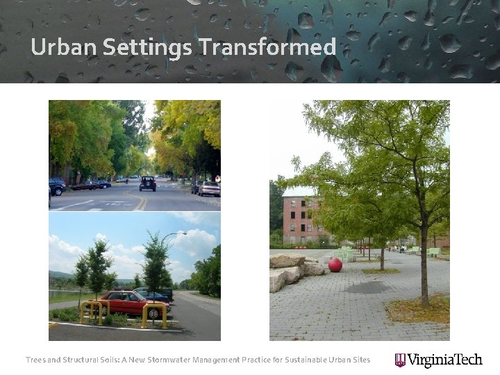 Urban Settings Transformed Trees and Structural Soils: A New Stormwater Management Practice for Sustainable