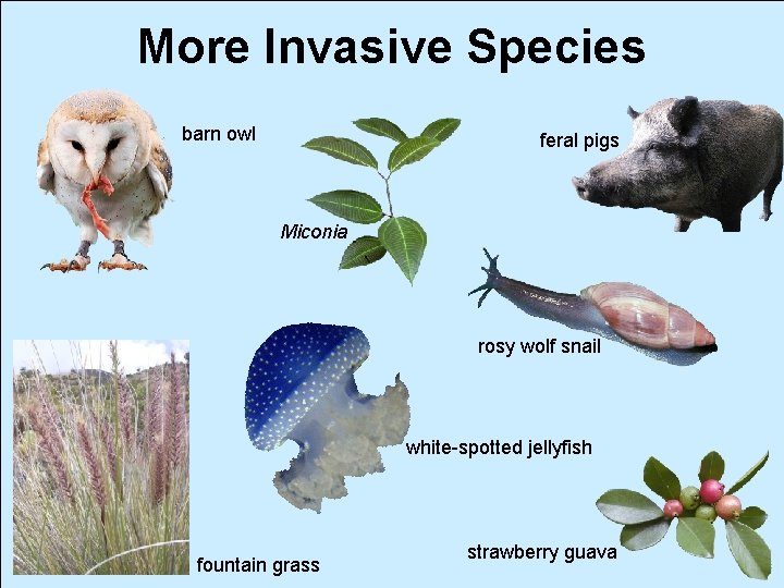 More Invasive Species barn owl feral pigs Miconia rosy wolf snail white-spotted jellyfish fountain