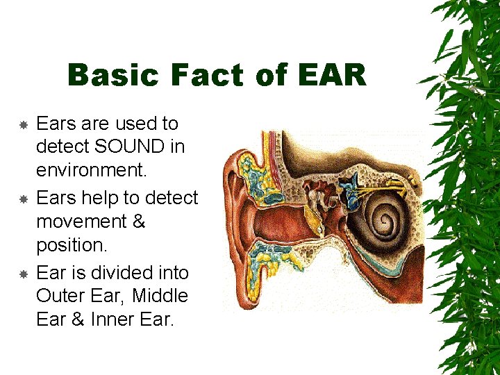 Basic Fact of EAR Ears are used to detect SOUND in environment. Ears help