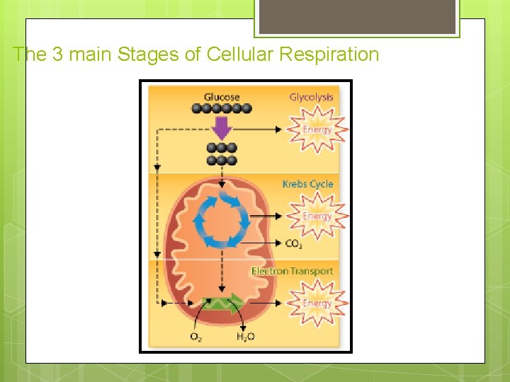 The 3 main Stages of Cellular Respiration The 3 main Stages of Cellular Respiration