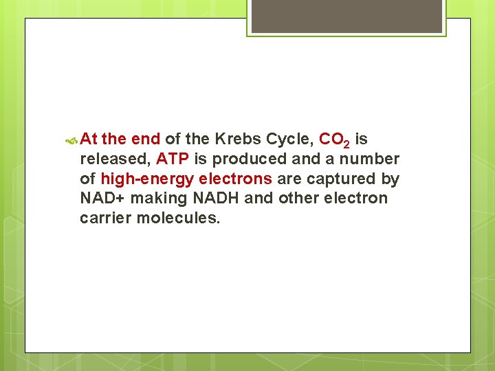  At the end of the Krebs Cycle, CO 2 is released, ATP is