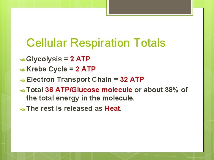 Cellular Respiration Totals Glycolysis = 2 ATP Krebs Cycle = 2 ATP Electron Transport