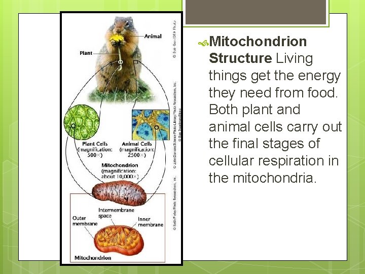  Mitochondrion Structure Living things get the energy they need from food. Both plant