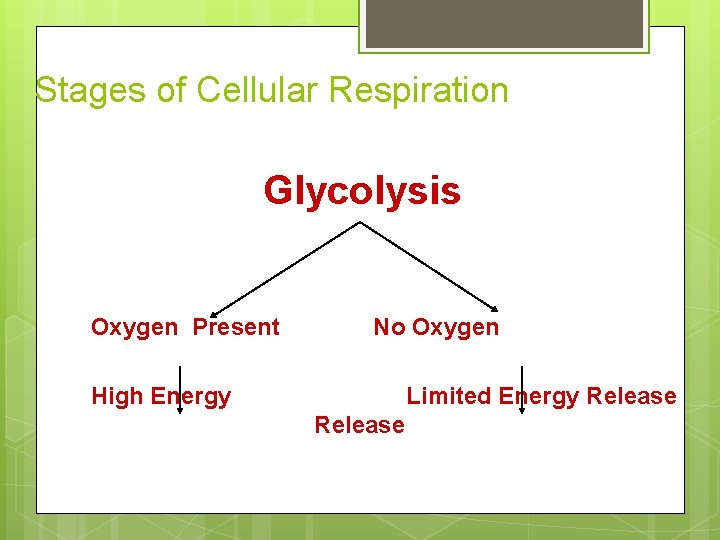 Stages of Cellular Respiration Glycolysis Oxygen Present No Oxygen High Energy Limited Energy Release