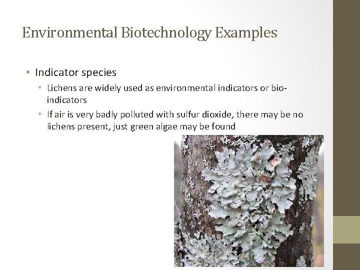 Environmental Biotechnology Examples • Indicator species • Lichens are widely used as environmental indicators