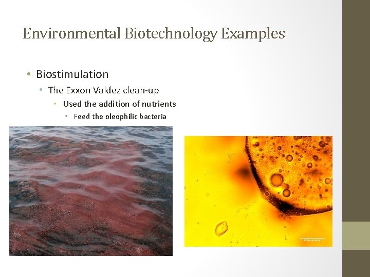 Environmental Biotechnology Examples • Biostimulation • The Exxon Valdez clean-up • Used the addition