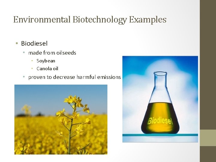 Environmental Biotechnology Examples • Biodiesel • made from oilseeds • Soybean • Canola oil