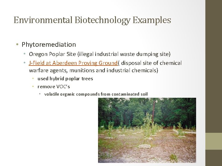 Environmental Biotechnology Examples • Phytoremediation • Oregon Poplar Site (illegal industrial waste dumping site)