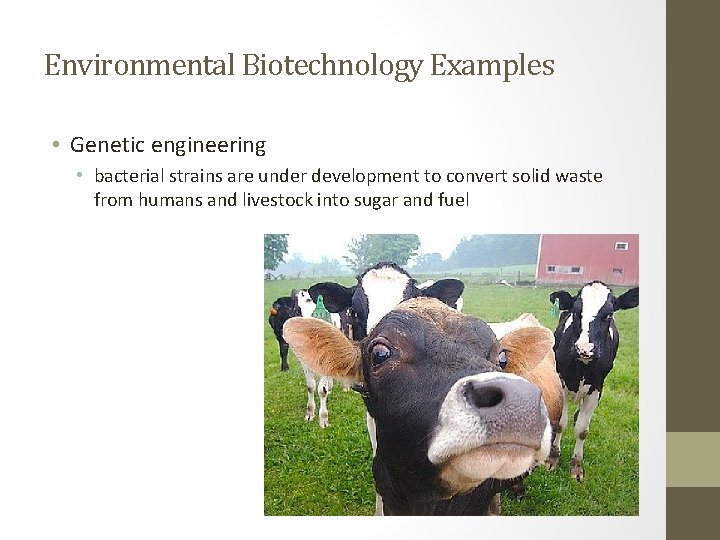 Environmental Biotechnology Examples • Genetic engineering • bacterial strains are under development to convert