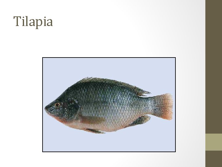 Tilapia 