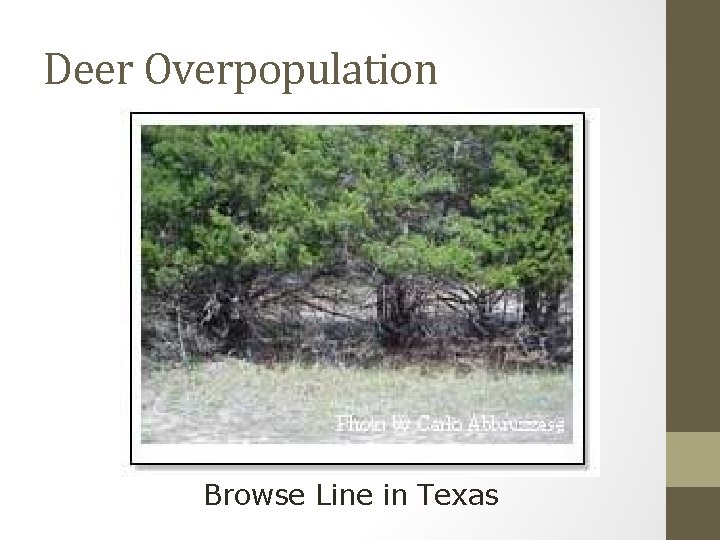 Deer Overpopulation Browse Line in Texas 