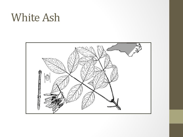 White Ash 