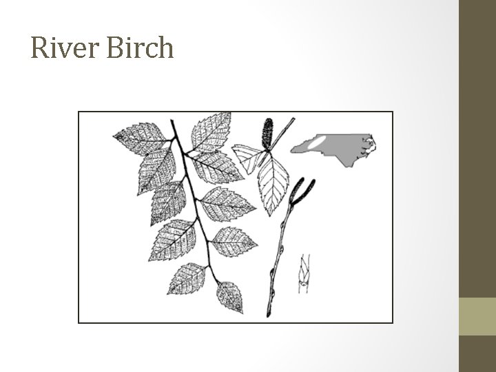 River Birch 