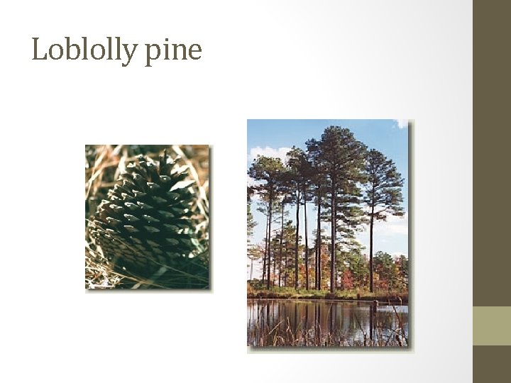 Loblolly pine 