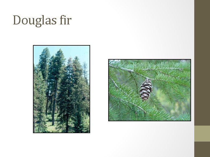 Douglas fir 