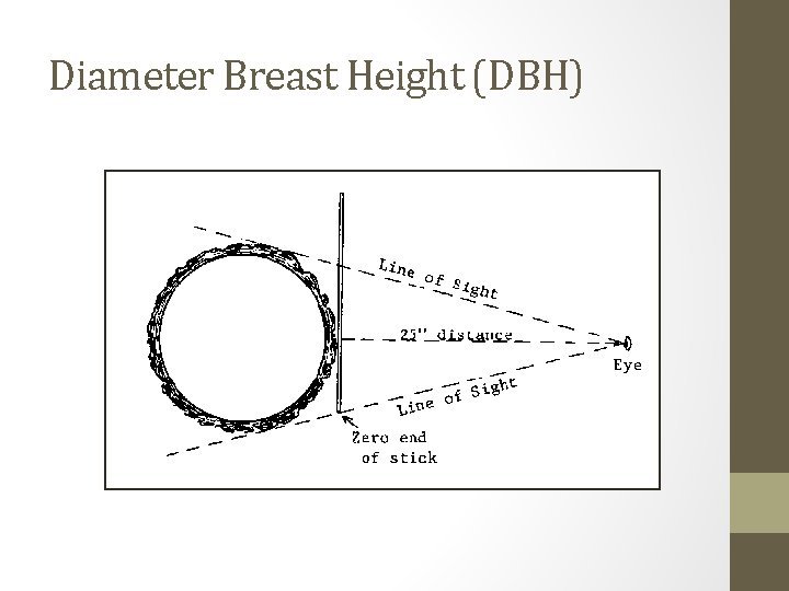 Diameter Breast Height (DBH) 