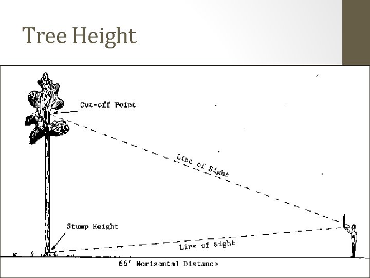 Tree Height 