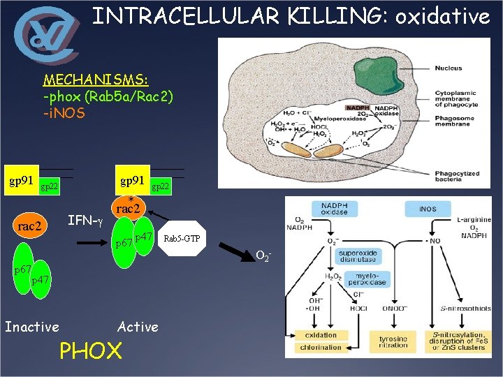 INTRACELLULAR KILLING: oxidative MECHANISMS: -phox (Rab 5 a/Rac 2) -i. NOS gp 91 gp