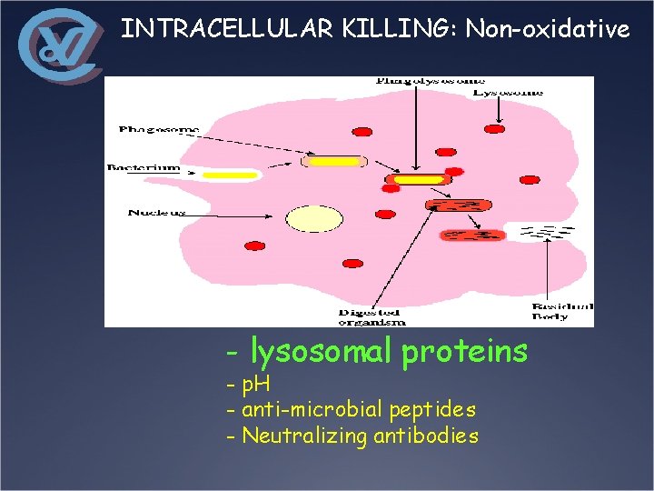 INTRACELLULAR KILLING: Non-oxidative - lysosomal proteins - p. H - anti-microbial peptides - Neutralizing