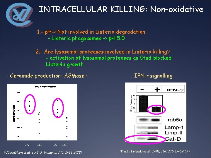 INTRACELLULAR KILLING: Non-oxidative 1. - p. H-> Not involved in Listeria degradation - Listeria